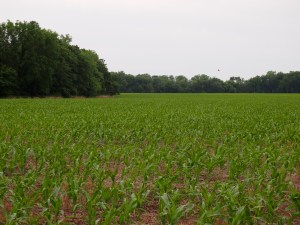 Corn crop in early summer on the Kansas farm of Lester's childhood.